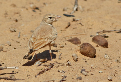 Sandkenlrka Bar-tailed Desert Lark Ammomanes cinctura (arenicolor) 