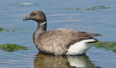 Prutgs  Brent Goose  Branta bernicla 		