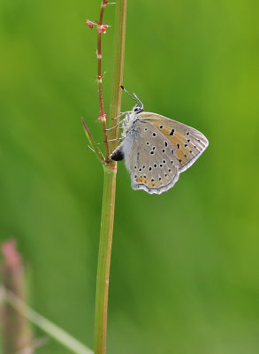 Violettkantad guldvinge Purple Edged Copper Lycaena hippothoe