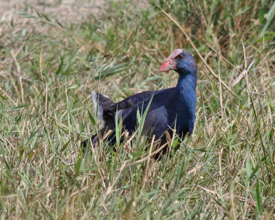 Purpurhna  Western Swamphen  Porphyrio porphyrio