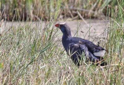 Purpurhna  Western Swamphen  Porphyrio porphyrio