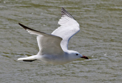 Rdnbbad trut  Audouin's Gull  Larus audouinii