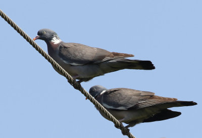 Ringduva<br> Common Wood Pigeon<br> Columba palumbus