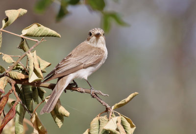 Tyrrensk flugsnappare  Mediterranean Flycatcher  Muscicapa tyrrhenica balearica