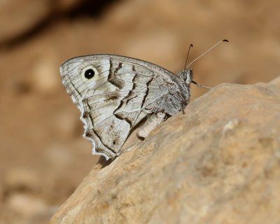 Striped Grayling  Pseudotergumia fidia