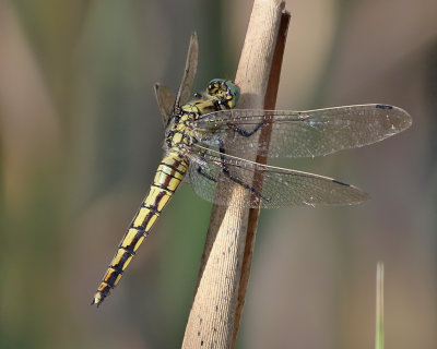 Strre sjtrollslnda  Black-tailed Skimmer  Orthetrum cancellatum