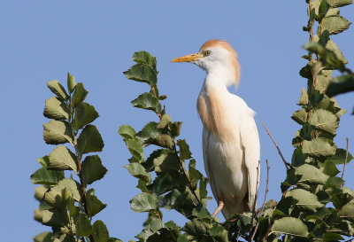 Kohger  Cattle Egret  Bubulcus ibis