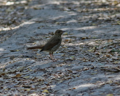 Sydnktergal Common Nightingale Luscinia megarhynchos