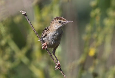 Grssngare  Zitting Cisticola  Cisticola juncidis