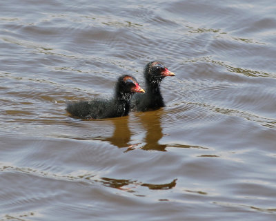 Rörhöna Common Moorhen Gallinula chloropus