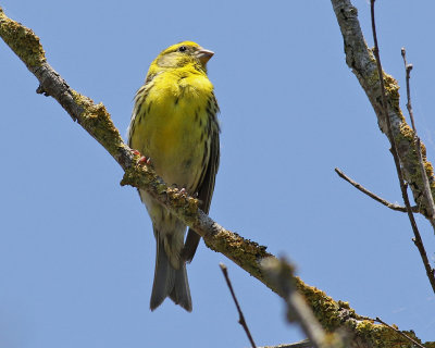 Gulhmpling  Serin  Serinus serinus