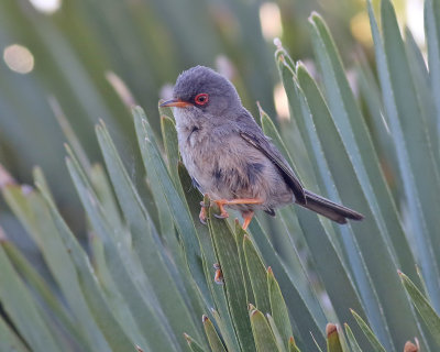 Balearisk sngare  Balearic Warbler  Sylvia balearica