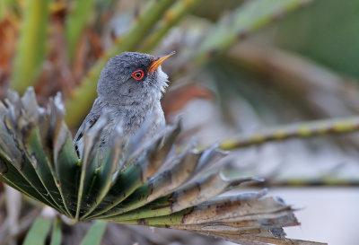 Balearisk sångare Balearic Warbler Sylvia balearica