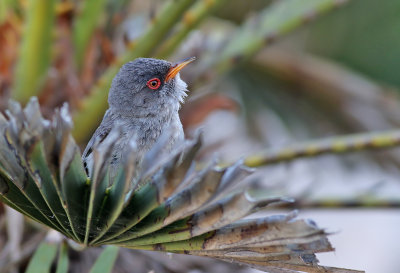 Balearisk sngare  Balearic Warbler  Sylvia balearica