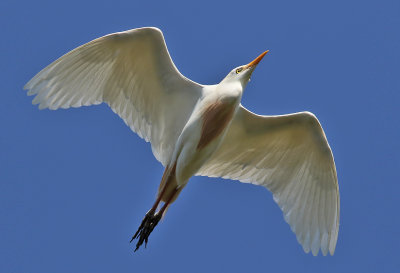 Kohger  Cattle Egret  Bubulcus ibis