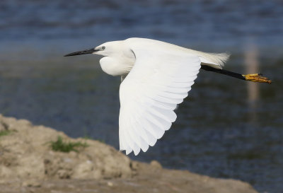 Silkeshger  Little Egret  Egretta garzetta