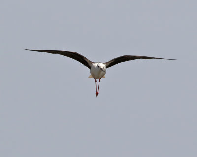 Styltlpare  Black-winged Stilt  Himantopus himantopus