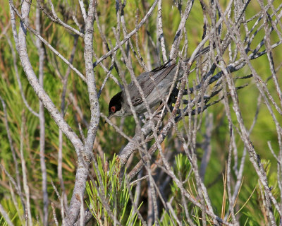 Sammetshtta  Sardinian Warbler  Sylvia melanocephala