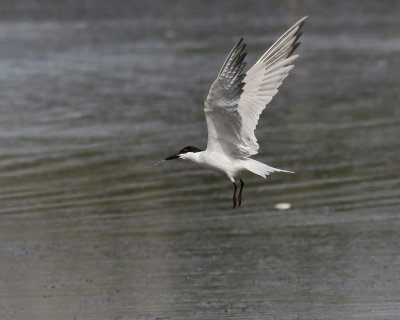 Sandtrna  Gull-Billed Tern Sterna nilotica