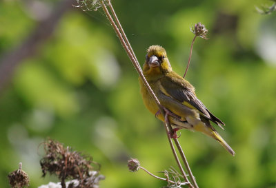 Grnfink  European Greenfinch  Carduelis chloris