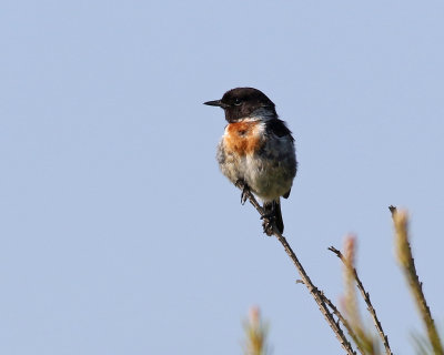 Svarthakad buskskvtta Saxicola torquatusCommon Stonechat (Stonechat)