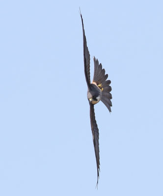 Eleonorafalk - Eleonora Falcon - Falco eleonorae