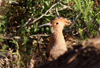 Hrfgel  Eurasian Hoopoe  Upupa epops