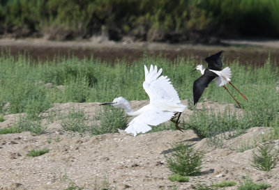 Silkeshger  Little Egret  Egretta garzetta