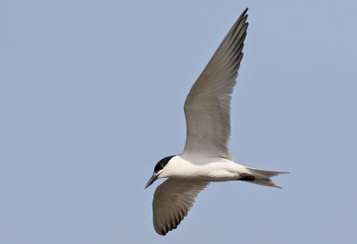 Sandtrna  Gull-Billed Tern Sterna nilotica