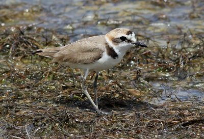 Svartbent strandpipare  Kentish Plover Charadrius alexandrinus