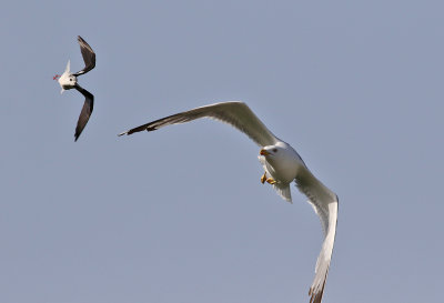 Medelhavstrut  Yellow-legged Gull  Larus michahellis atlantis 