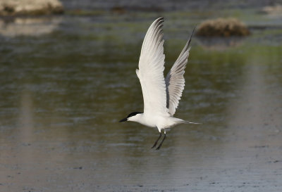 Sandtrna  Gull-Billed Tern Sterna nilotica