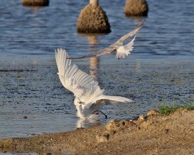 Silkeshger  Little Egret  Egretta garzetta