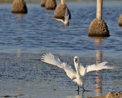 Silkeshger  Little Egret  Egretta garzetta