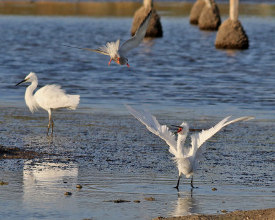 Silkeshger  Little Egret  Egretta garzetta