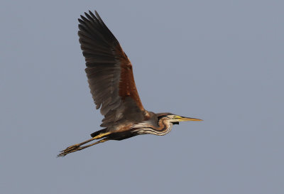 Purpurhger <br> Purple Heron<br> Ardea purpurea