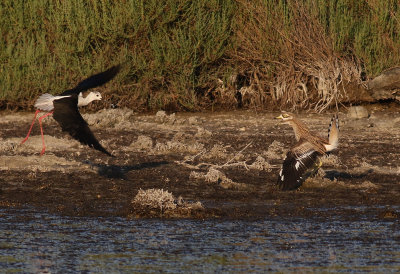 Tjockfot Stone-Curlew Burhinus oedicnemus