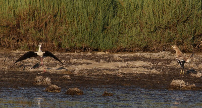 Tjockfot Stone-Curlew Burhinus oedicnemus