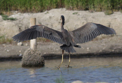 Purpurhger <br> Purple Heron<br> Ardea purpurea