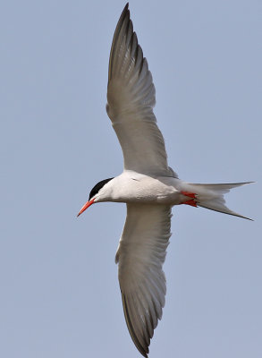 Fisktrna  Common Tern Sterna hirundo