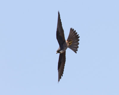 Eleonorafalk  Eleonora Falcon  Falco eleonorae