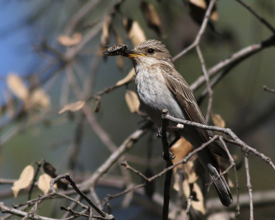 Tyrrensk flugsnappare  Mediterranean Flycatcher  Muscicapa tyrrhenica balearica