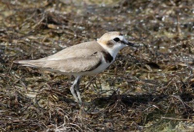 Svartbent strandpipare  Kentish Plover Charadrius alexandrinus