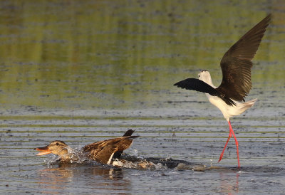 Styltlpare  Black-winged Stilt  Himantopus himantopus