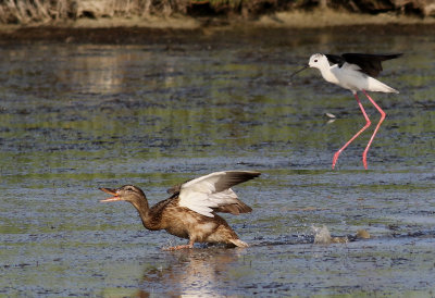 Styltlpare  Black-winged Stilt  Himantopus himantopus