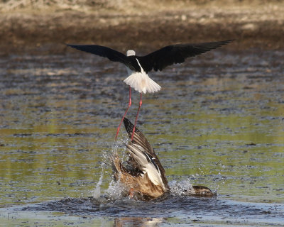 Styltlpare  Black-winged Stilt  Himantopus himantopus