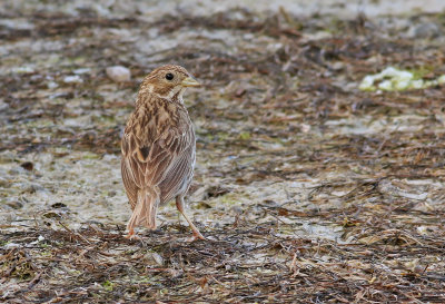 Kornsparv  Corn Bunting  Emberiza calandra