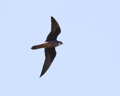 Eleonorafalk  Eleonora Falcon  Falco eleonorae