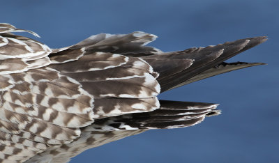 Grtrut European Herring Gull  Larus argentatus