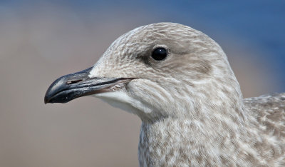 Grtrut European Herring Gull   Larus argentatus